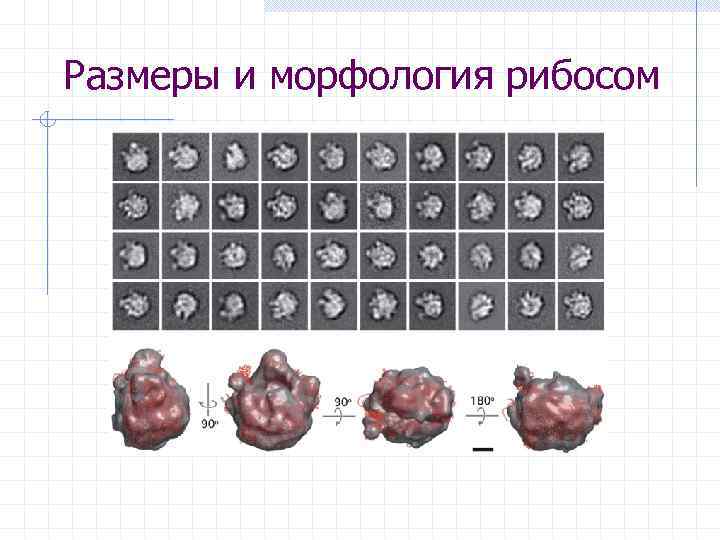 Размеры и морфология рибосом 