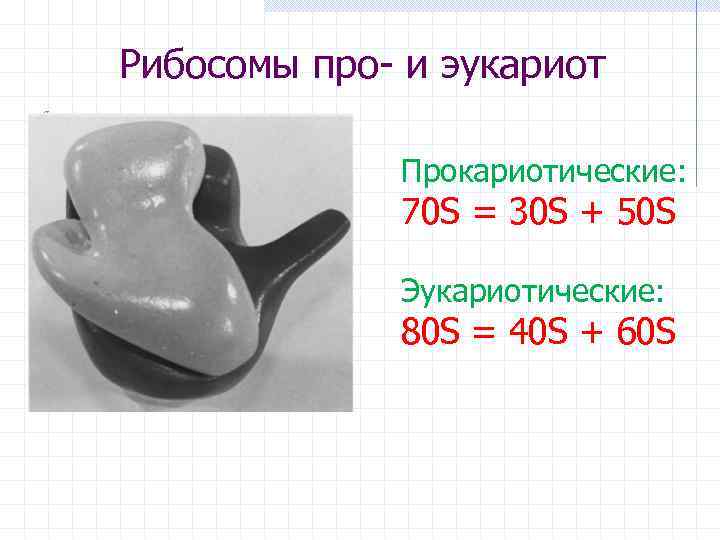 Рибосомы про- и эукариот Прокариотические: 70 S = 30 S + 50 S Эукариотические: