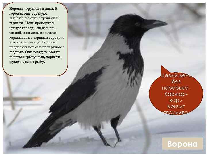 Вороны крупные птицы. В городах они образуют смешанные стаи с грачами и галками. Ночь