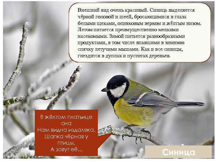 Внешний вид очень красивый. Синица выделяется чёрной головой и шеей, бросающимися в глаза белыми