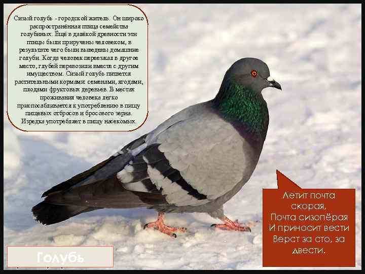 Сизый голубь городской житель. Он широко распространённая птица семейства голубиных. Ёщё в далёкой древности