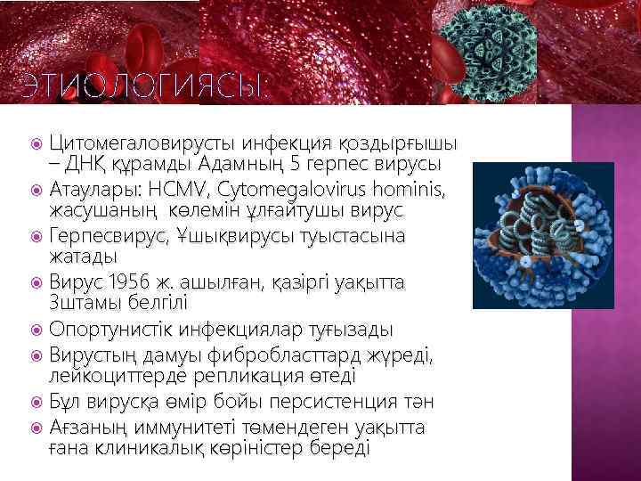 ЭТИОЛОГИЯСЫ: Цитомегаловирусты инфекция қоздырғышы – ДНҚ құрамды Адамның 5 герпес вирусы Атаулары: HCMV, Cytomegalovirus