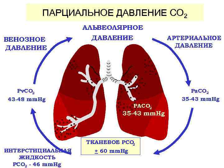 ПАРЦИАЛЬНОЕ ДАВЛЕНИЕ CO 2 ВЕНОЗНОЕ ДАВЛЕНИЕ АЛЬВЕОЛЯРНОЕ ДАВЛЕНИЕ Pa. CO 2 35 -43 mm.
