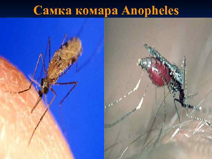 Самка комара Anopheles 