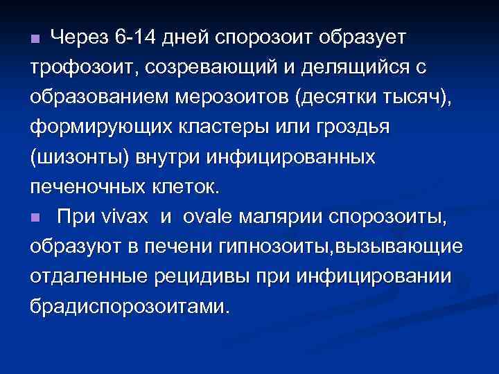 n Через 6 -14 дней спорозоит образует трофозоит, созревающий и делящийся с образованием мерозоитов