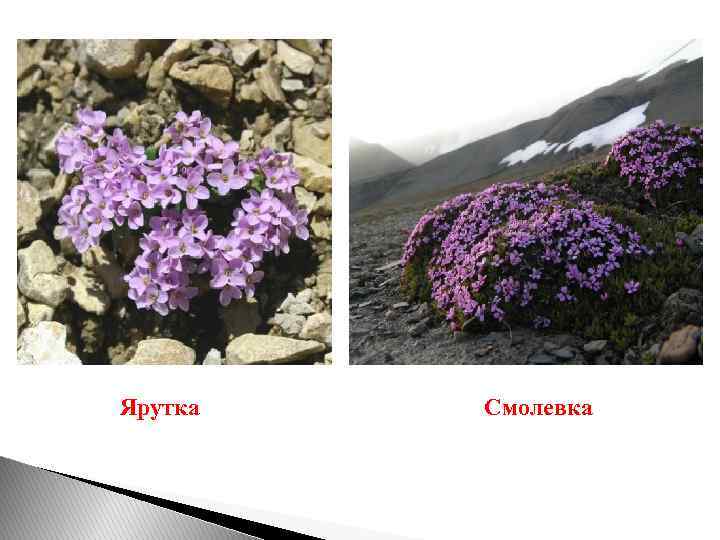  Ярутка Смолевка 