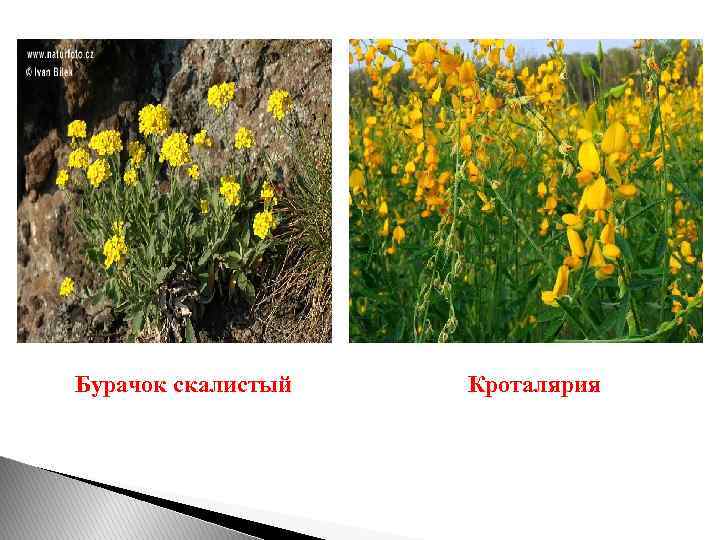 Бурачок скалистый Кроталярия 