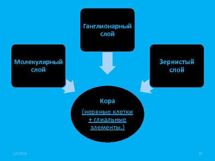 Ганглионарный слой Зернистый слой Молекулярный слой Кора (нервные клетки + глиальные элементы. ) 2/6/2018