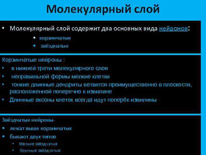 Молекулярный слой • Молекулярный слой содержит два основных вида нейронов: § корзинчатые § звёздчатые