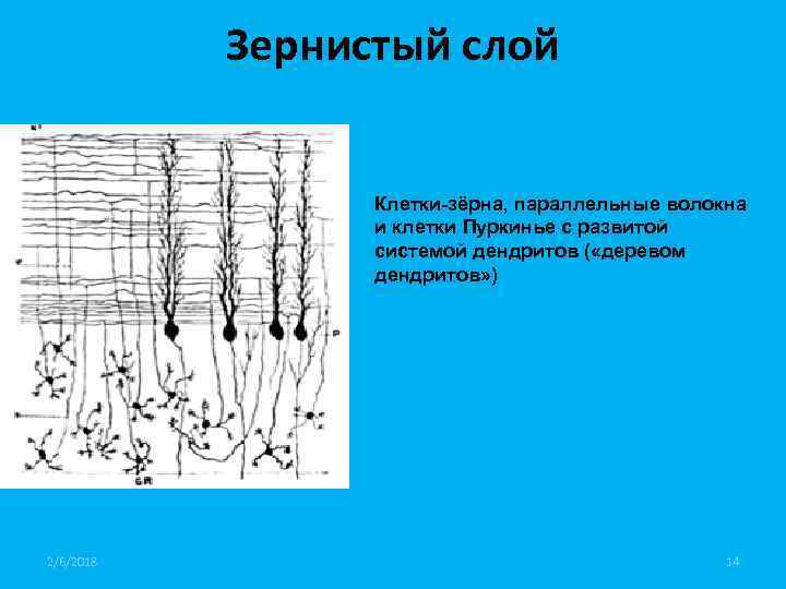 Зернистый слой Клетки-зёрна, параллельные волокна и клетки Пуркинье с развитой системой дендритов ( «деревом