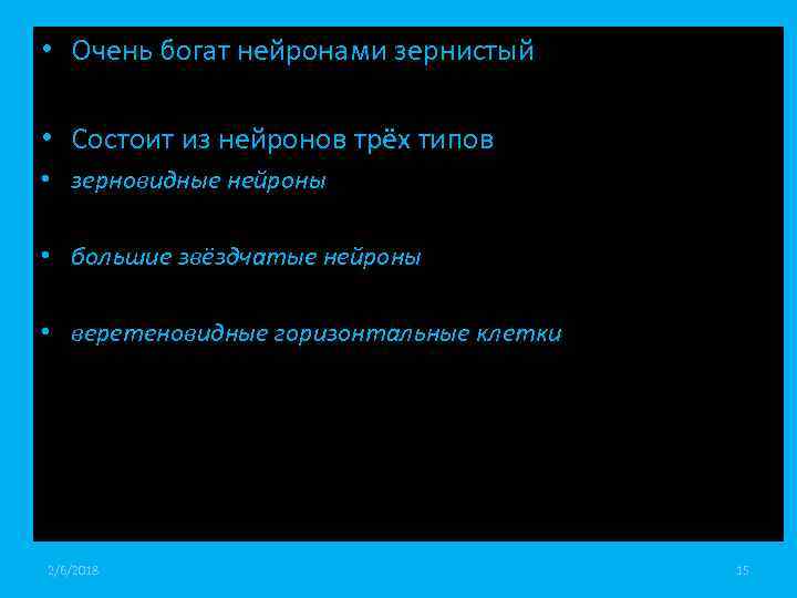  • Очень богат нейронами зернистый • Состоит из нейронов трёх типов • зерновидные