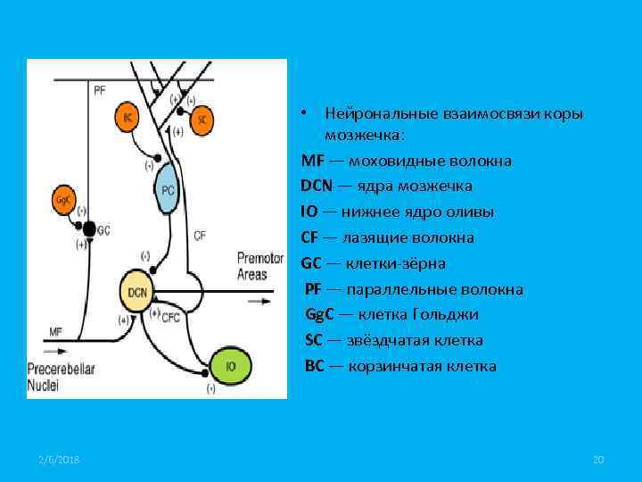  • Нейрональные взаимосвязи коры мозжечка: MF — моховидные волокна DCN — ядра мозжечка