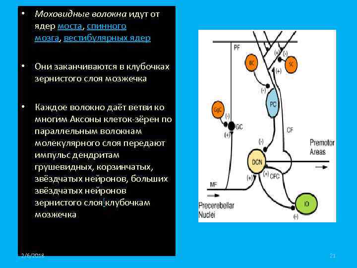  • Моховидные волокна идут от ядер моста, спинного мозга, вестибулярных ядер • Они