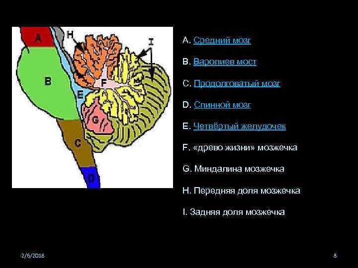 А. Средний мозг B. Варолиев мост С. Продолговатый мозг D. Спинной мозг Е. Четвёртый