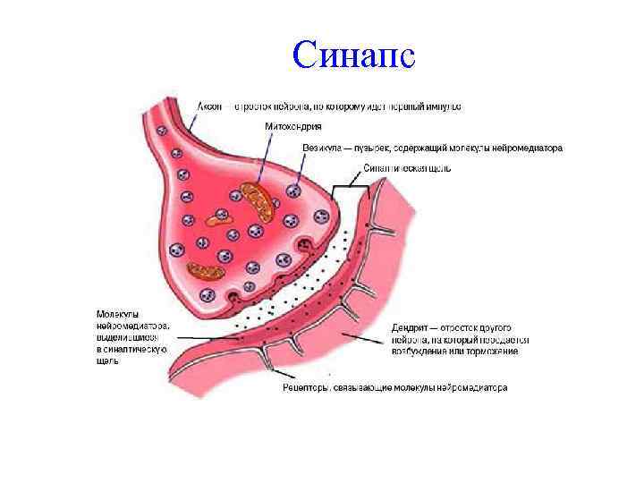 Синапс 