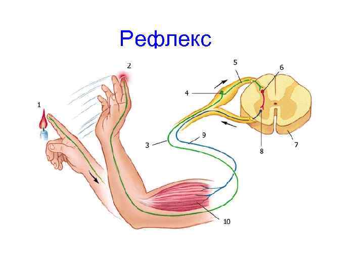 Рефлекс 