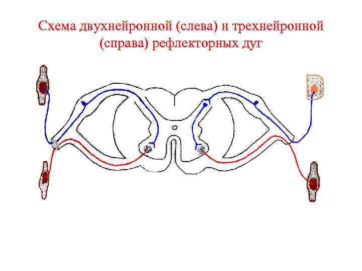 Рефлекторная дуга рисунок