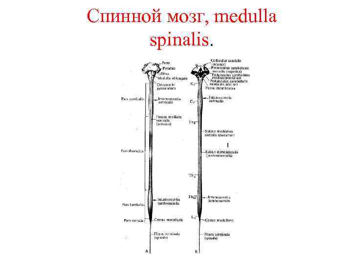 Спинной мозг, medulla spinalis. 