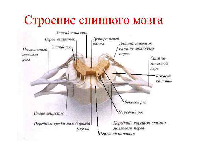 Строение спинного мозга 