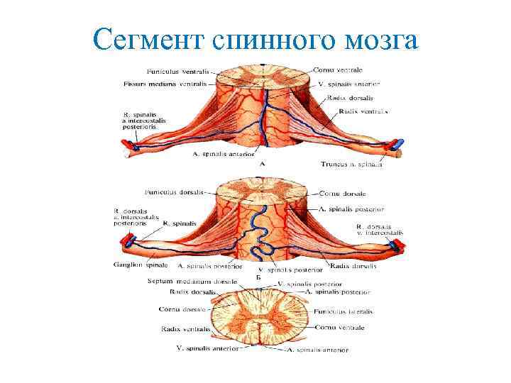 Сегмент спинного мозга рисунок