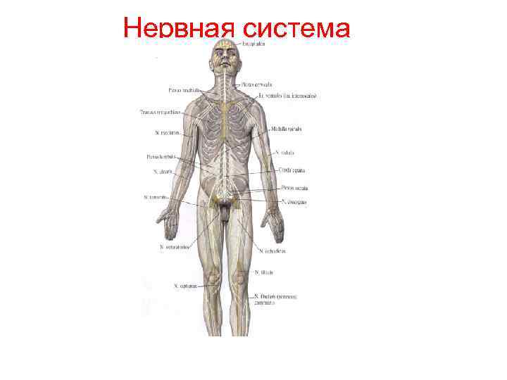 Нервная система 