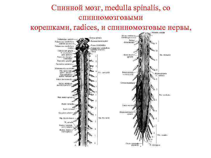 Спинной мозг, medulla spinalis, со спинномозговыми корешками, radices, и спинномозговые нервы, 