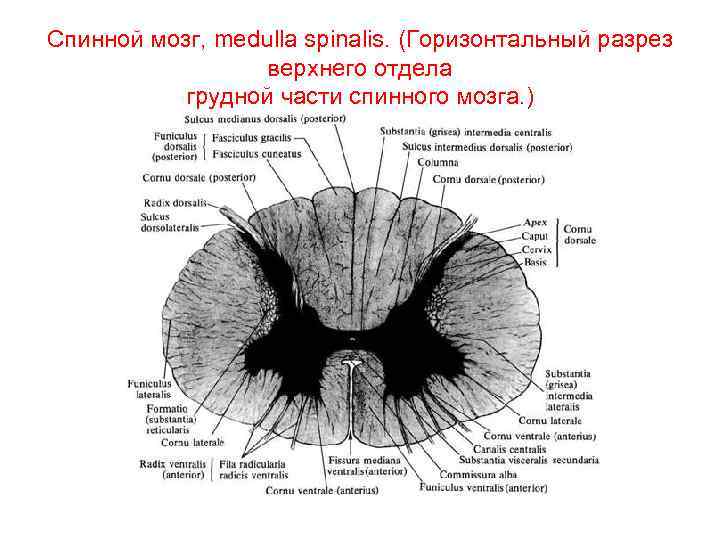 Спинной мозг, medulla spinalis. (Горизонтальный разрез верхнего отдела грудной части спинного мозга. ) 