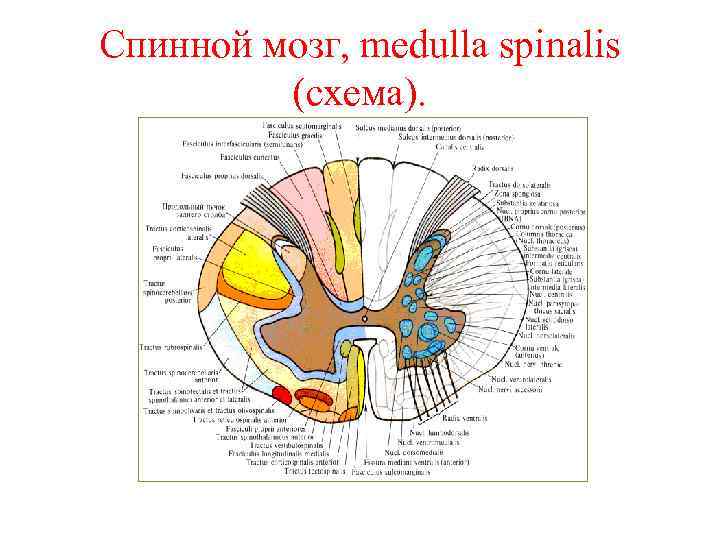 Спинной мозг, medulla spinalis (схема). 