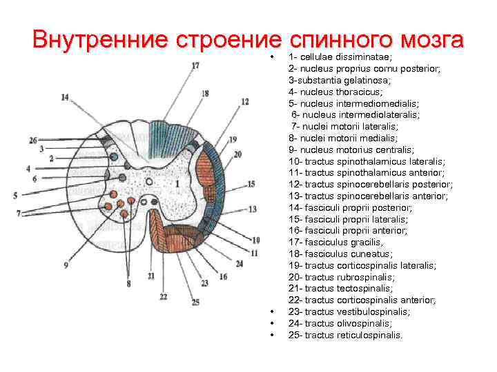 Возрастные особенности строения спинного мозга