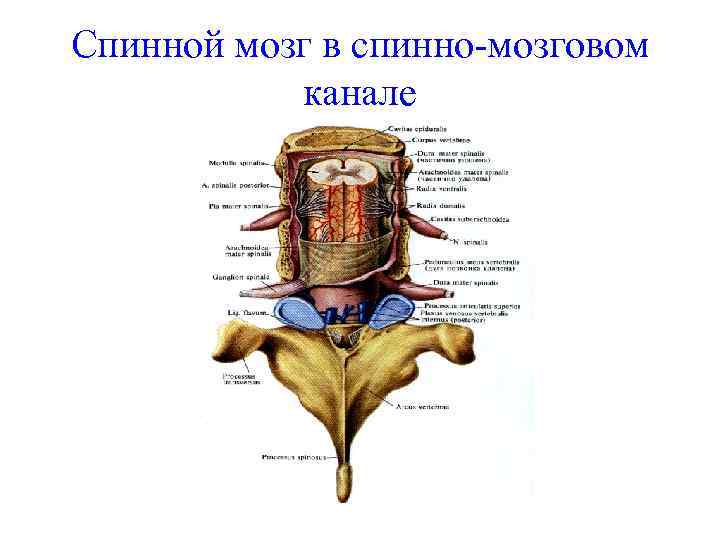 Спинной мозг в спинно мозговом канале 