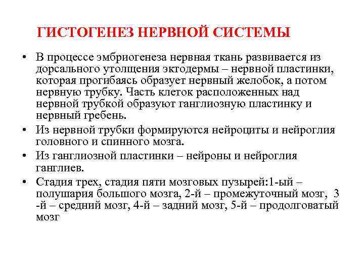 ГИСТОГЕНЕЗ НЕРВНОЙ СИСТЕМЫ • В процессе эмбриогенеза нервная ткань развивается из дорсального утолщения эктодермы