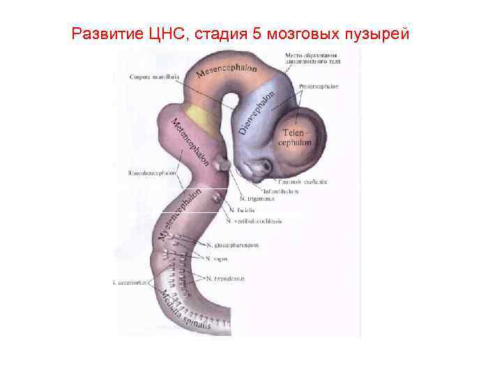 Стадия пяти мозговых пузырей. Онтогенез нервной системы (3 мозгового пузыря, 5 мозговых пузырей).. Отделы головного мозга на стадии 5 пузырей. Отделы головного мозга на стадии 5 мозговых пузырей. Стадия развития 5 мозговых пузырей.