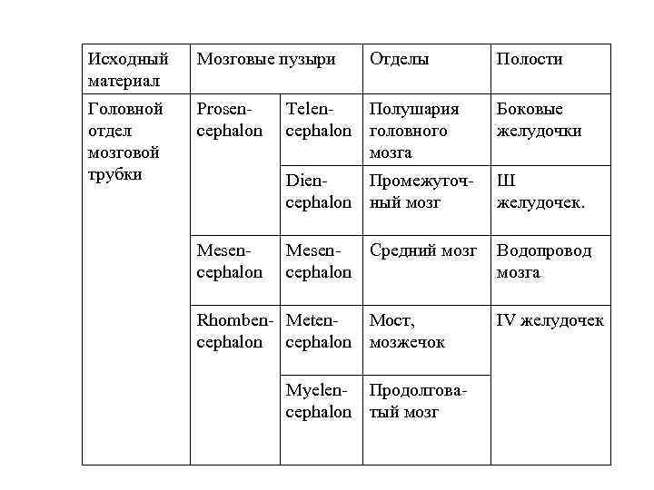 Исходный материал Мозговые пузыри Головной отдел мозговой трубки Prosen cephalon Отделы Полости Боковые желудочки