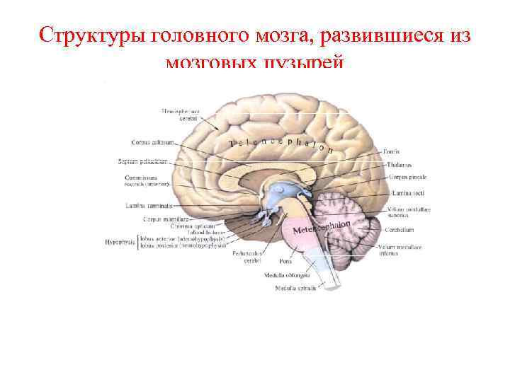 Структуры головного мозга, развившиеся из мозговых пузырей 