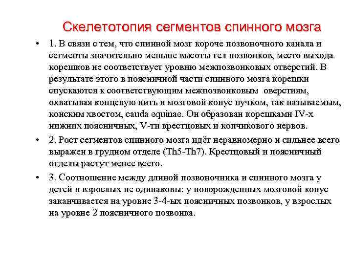 Скелетотопия сегментов спинного мозга • 1. В связи с тем, что спинной мозг короче