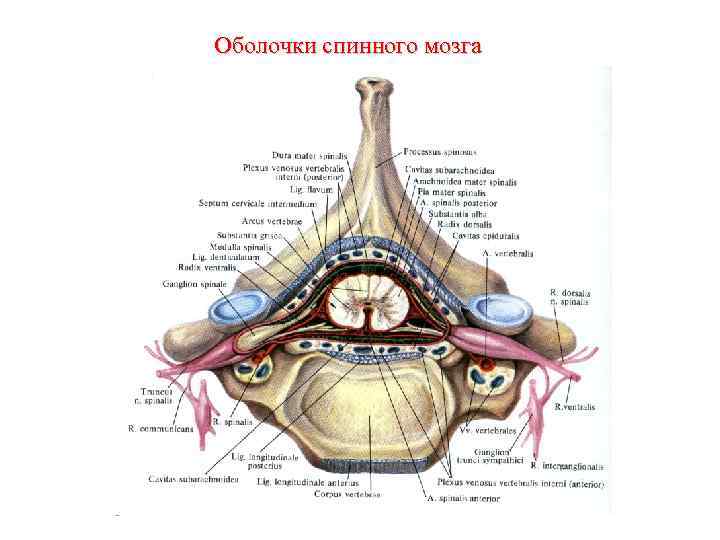 Оболочки спинного мозга 