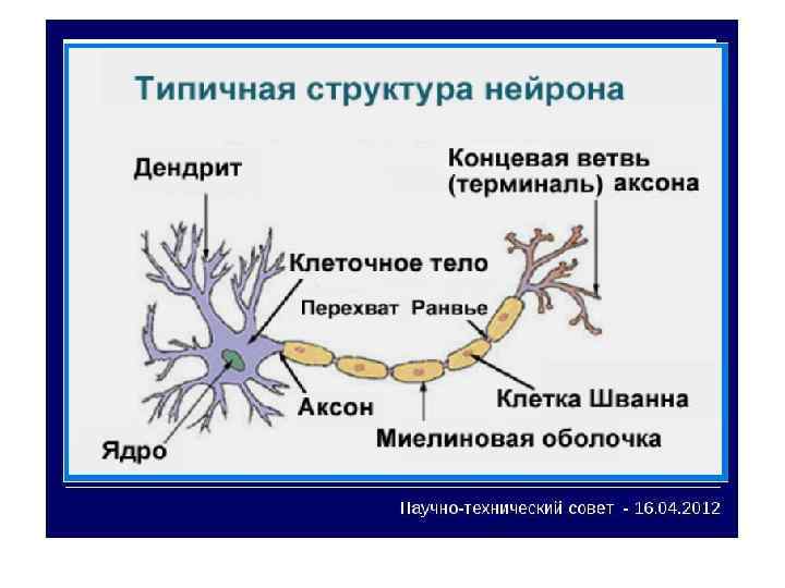 Какой цифрой на рисунке обозначен дендрит ответ