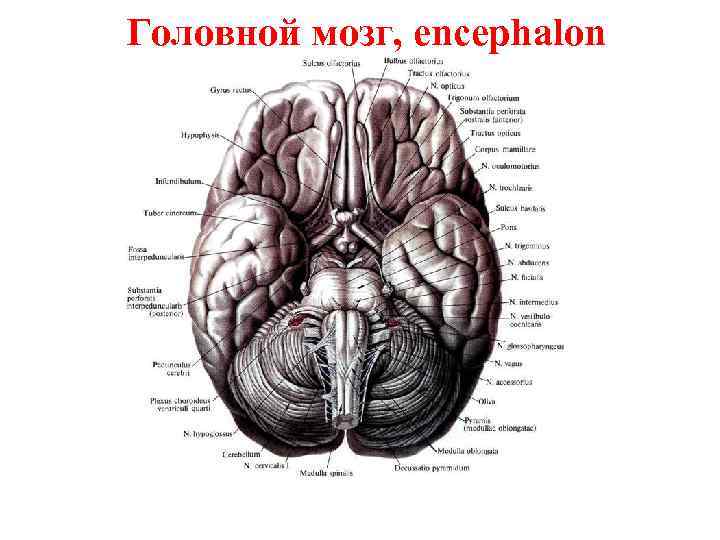 Головной мозг, encephalon 