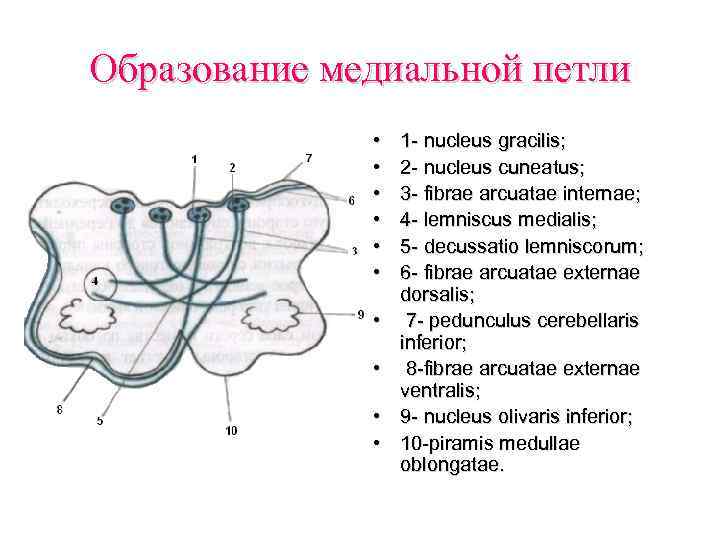 Проводящий рисунок образует. Медиальная петля продолговатого мозга. Образование медиальной петли продолговатого мозга. Медиальная петля анатомия схема. Медиальная петля продолговатого мозга функции.