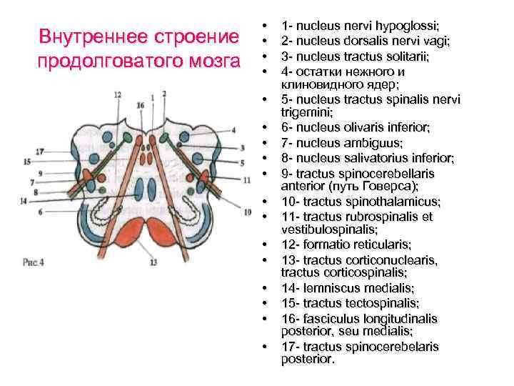 Внутреннее строение продолговатого мозга • • • • • 1 - nucleus nervi hypoglossi;