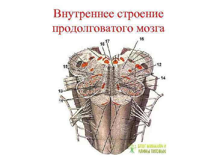 Капилляр щитовидной железы продолговатый мозг. Ядро оливы продолговатого мозга. Продолговатый мозг строение ядра. Продольный срез продолговатого мозга. Ядра продолговатого мозга схема.