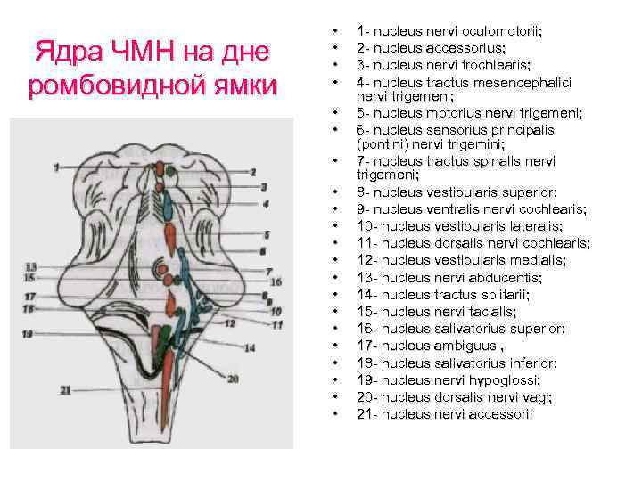 Исследование черепных нервов