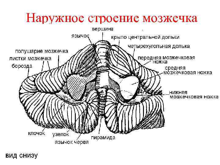 Наружное строение мозжечка 