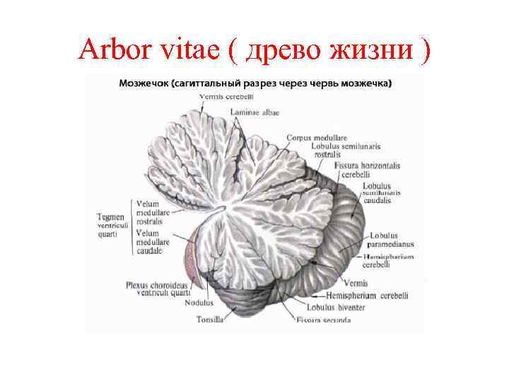 Arbor vitae ( древо жизни ) 