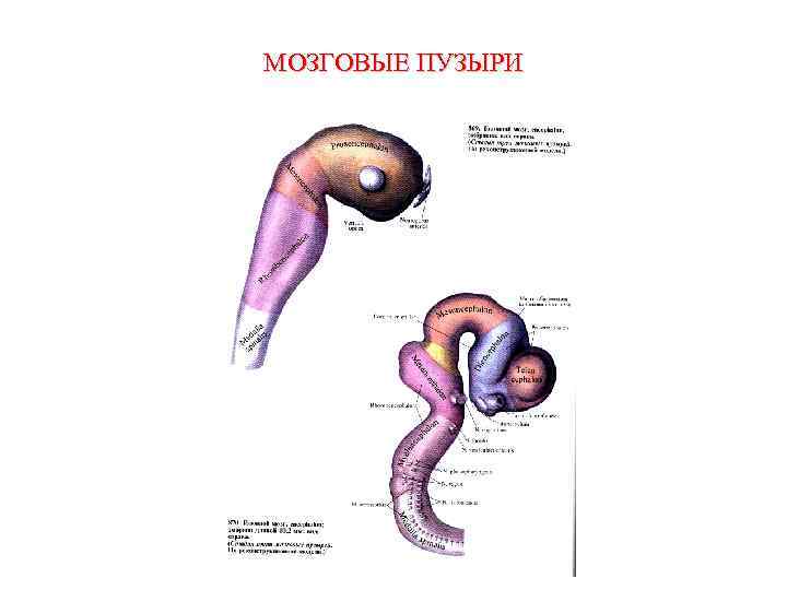 Стадия пяти мозговых пузырей