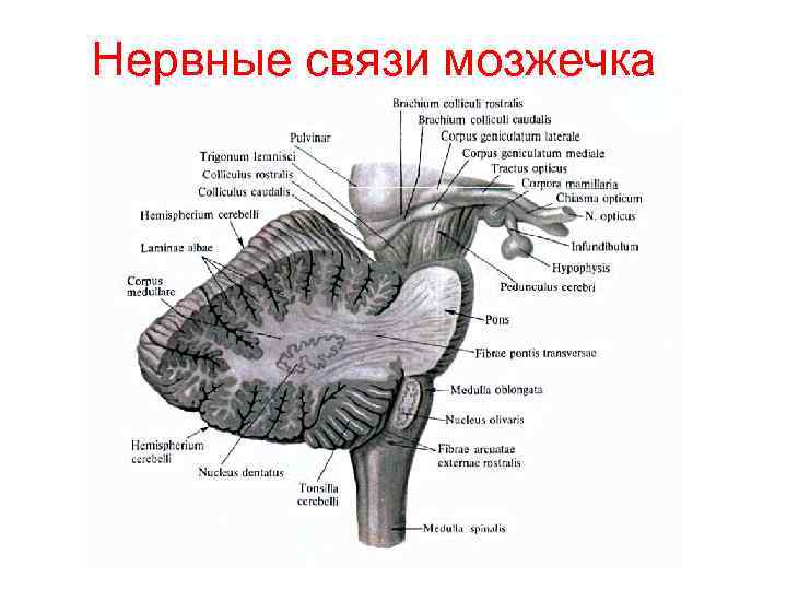 Нервные связи мозжечка 