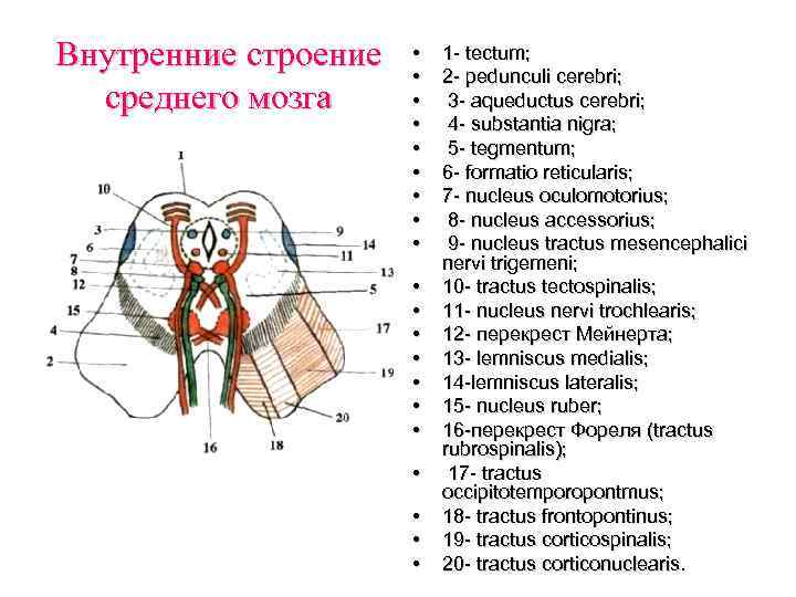 Средний мозг схема