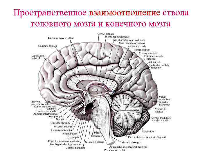 Пространственное взаимоотношение ствола головного мозга и конечного мозга 