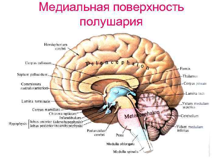 Медиальная поверхность полушария 