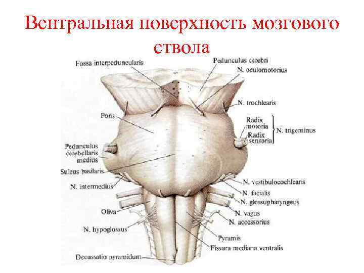 Вентральный это